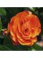Veranda® Mango 4