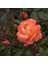 Westerland™ 1
