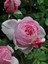 Arborose® Kiss Me Kate™ 1