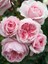 Arborose® Kiss Me Kate™ 2