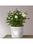 Mini Gül – Minyatür Saksı Gülü Beyaz 3