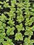 Aromatik Kokulu Benjamin Çiçeği 1 Adet Saksılı (Plectranthus Forsteri) 1