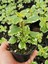 Aromatik Kokulu Benjamin Çiçeği 1 Adet Saksılı (Plectranthus Forsteri) 2