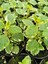 Aromatik Kokulu Benjamin Çiçeği 1 Adet Saksılı (Plectranthus Forsteri) 3
