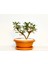 Bonsai Yıldız Çalısı Pitosporum Kiremit Saksıda 1