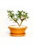 Bonsai Yıldız Çalısı Pitosporum Kiremit Saksıda 2