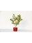 Bonsai Buxus Kırmızı Saksıda 3 Adet 1