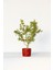 Bonsai Buxus Kırmızı Saksıda 3 Adet 4