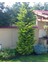 leylandii Gold Rider Sarı Leylandi Aşılı 80-100 cm boy Saksıda 2