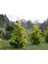 leylandii Gold Rider Sarı Leylandi Aşılı 80-100 cm boy Saksıda 3