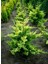 leylandii Gold Rider Sarı Leylandi Aşılı 80-100 cm boy Saksıda 5