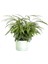 Kalatya-Calathea Rufibarba Green Yeşil Ruby Saksılı 60- 80 cm 1