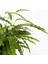Kalatya-Calathea Rufibarba Green Yeşil Ruby Saksılı 60- 80 cm 2