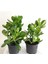 2 Adet Para Sukulenti (Crassula Ovata) Bonsai Yeşim Bitkisi Para Ağacı Şans Bereket Bitkisi 1