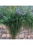 Yayılıcı Biberiye (Rosmarinus Officinalis Prostratus 2 Adet 3