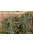 Yayılıcı Biberiye (Rosmarinus Officinalis Prostratus 2 Adet 4