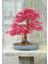 Kırmızı Japon Akçaağacı Tohumu 20 Adet ( Acer Palmatum ) 2