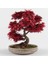 Kırmızı Japon Akçaağacı Tohumu 20 Adet ( Acer Palmatum ) 4