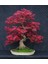 Kırmızı Japon Akçaağacı Tohumu 20 Adet ( Acer Palmatum ) 5