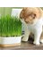 Cat Grass Fileli Doğal Kedi Çimi Kiti 2 Adet 3