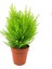 Limoni Servi Çam Fidanı - Boyu 30-40 cm ) Limon Kokulu Çam 1