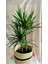 Dracaena Marginata 2 Gövdeli Salon Ofis Bitkisi İç Mekan 1