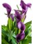 Mor Gala Gelin Çiçeği (Calla Lily) 10-30 cm 2