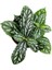 Pilea Cadierei Karyağdı Çiçeği Iç Mekan Bitkisi 10-20 cm 1