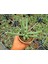 Yılan Kaktüs Chamaecereus Silvestrii 1