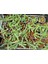 Yılan Kaktüs Chamaecereus Silvestrii 4