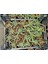 Yılan Kaktüs Chamaecereus Silvestrii 5