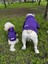 Sweety Sweatshirt 4