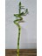 Bamboo 1
