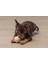 Yavru Köpek Sumo Mini Dental Oyuncak xs 2