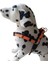 Köpek göğüs tasması küçük ırk yumuşak kolon göğüs ölçüsü:35-60cm ayarlamalı dog harness GT2-32 2