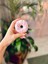 - Donut Mum - Soya Wax Vegan - Dekoratif Hediyelik Donat Mum - Pudra Kokulu 1