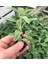 Salvia Officinalis Adaçayı Fidesi 10-20 cm 1