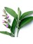 Salvia Officinalis Adaçayı Fidesi 10-20 cm 2