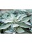 Salvia Officinalis Adaçayı Fidesi 10-20 cm 3
