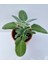Salvia Officinalis Adaçayı Fidesi 10-20 cm 4