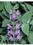 Salvia Officinalis Adaçayı Fidesi 10-20 cm 5