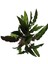 Calathea Rufibarba (Dua Çiçeği) 2