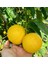 Bergamot Kurusu 3x100 gr (2025 Yeni Sezon) 2