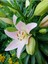 Ithal Lilium Longiflorum (Zambak Lilium) - Zarif Beyaz Çiçekleriyle Dikkat Çeken Lale Çiçeği 1