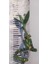 Şans Bambu 90 cm (Dal Bambu, Lucky Bamboo) - Kolay Bakımlı Iç Mekan Bitkisi 2
