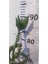 Şans Bambu 90 cm (Dal Bambu, Lucky Bamboo) - Kolay Bakımlı Iç Mekan Bitkisi 3