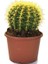 Echinocactus Grusonii Altın Fıçı Kaktüs 12.cm Büyük Saksıda 1