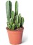 Cereus Peruvianus Florida - Radysyon Emici Kaktüs Sukulent - 5.5 Cm, Canlı Bitki 1