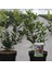 Kocayemiş (Arbutus Unedo) Fidanı 3 Adet 2