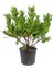 Kocayemiş (Arbutus Unedo) Fidanı 3 Adet 3